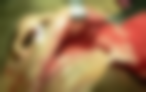 深圳时代牙科擅长项目有哪些?