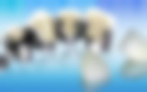 张锦鸽擅长项目列表